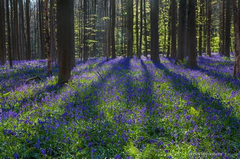 The first thing you should know is that hallerbos is a public forest. HET HALLERBOS - 2 | Glenn Vanderbeke