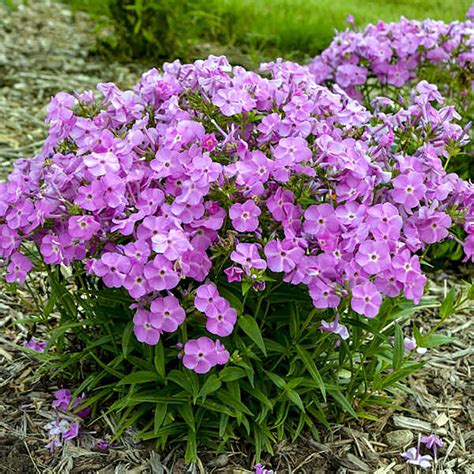 Baby Doll Pink Dwarf Phlox Gallon Pot Hardy Perennial