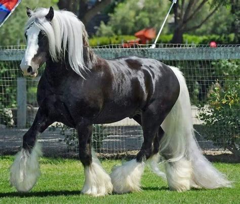 Amazing Beauty Clydesdale Horses Horses Horse Breeds