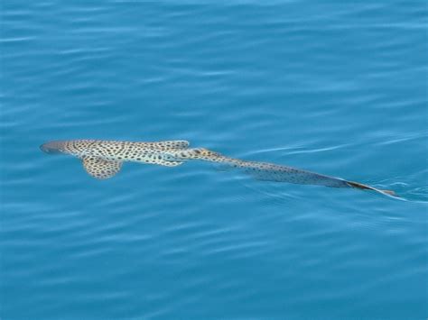 Small Spotted Catshark Scyliorhinus Canicula Cat Shark Spotted Cat