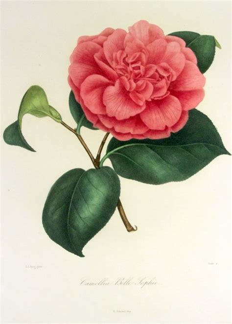We did not find results for: 17 Best images about Camellias on Pinterest | Flower ...
