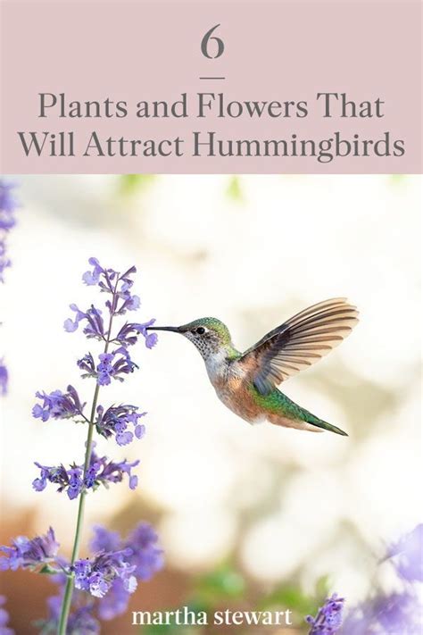 6 Plants And Flowers That Will Attract Hummingbirds To Your Garden
