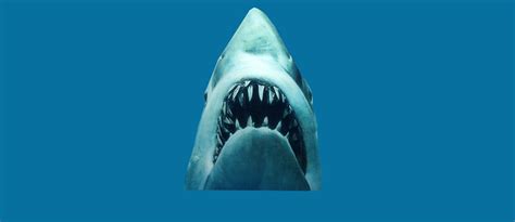 Scuni effortless beauty basic jaw clips. Jaws clipart 20 free Cliparts | Download images on ...