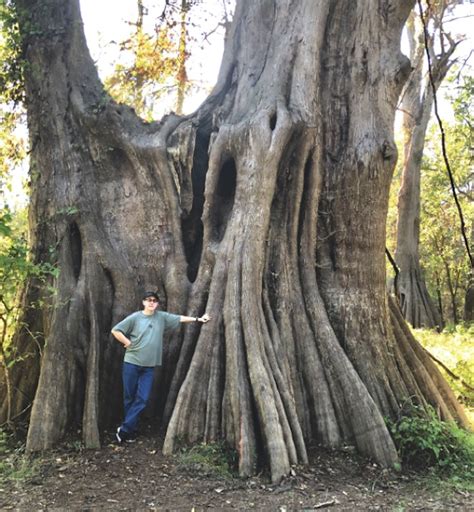 1500 Year Old Bald Cypress Draws Visitors To Cat Island National