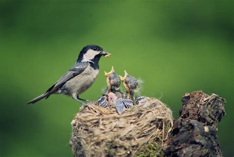 Egfi For Teachers Think Like A Bird