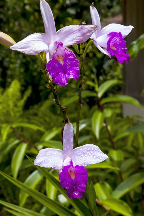 Las 10 Orquídeas Más Hermosas Del Mundo Travel Guide By Eric
