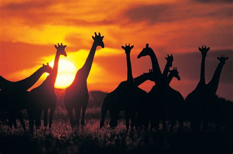 Giraffe At Sunset Jd African Safaris