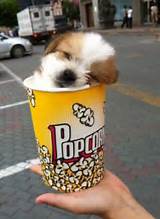 Images of Popcorn For Dogs