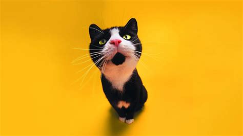 Cat Hd Wallpapers 1080p Wallpapersafari