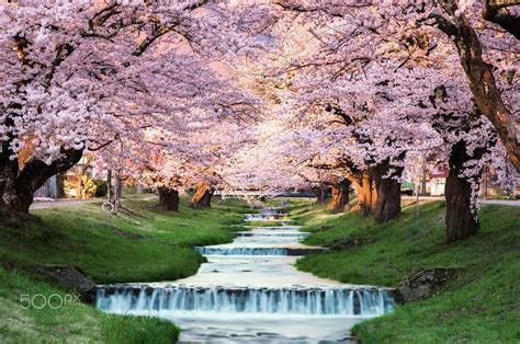 Cherry Blossoms At Kawageta Fukushima Japan Cherry Blossom Japan Japanese Cherry Blossom