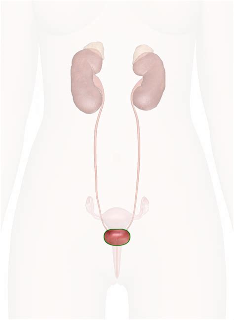 Urinary Bladder Anatomy And Physiology