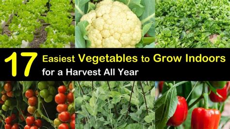 17 Easiest Vegetables To Grow Indoors For A Harvest All