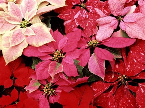 Blooming Poinsettias Wallpapers Hd Wallpapers Poinsettia Flower