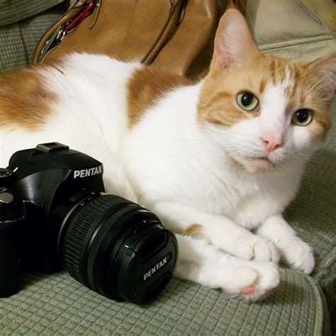 The 10 Best Kind Of Cat Photos Catster