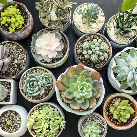 Get succulent care tips for light, watering and more. 15 Best Succulent Plant Types and How to Grow Them Indoors ...