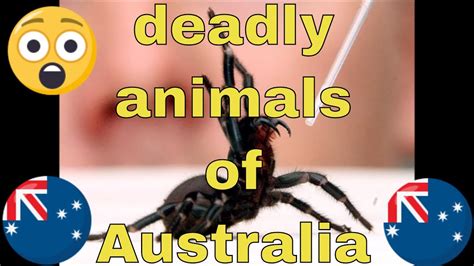 Top 12 Deadly Animals Of Australia Youtube