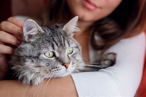 How Do Cats Play With Humans Understand Their Actions Clever Pet Owners