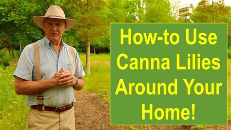 Psl Landscaping Tips And Ideas How To Use Canna Lilies Around Your Home