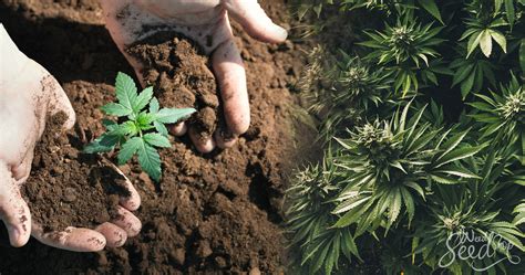 El Ciclo De Vida De Una Planta De Marihuana Weedseedshop