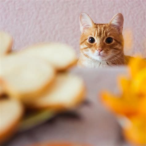 Cats In Bread