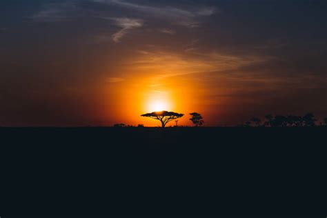 470 Serengeti Sunrise Acacia Tree In Africa Stock Photos Pictures