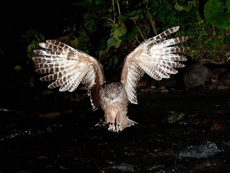 Blakistons Fish Owl Its One Of The Largest Species Of Owl In The