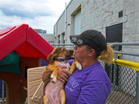 Why Are So Many Wisconsin Dogs Rescued From The South Onmilwaukee