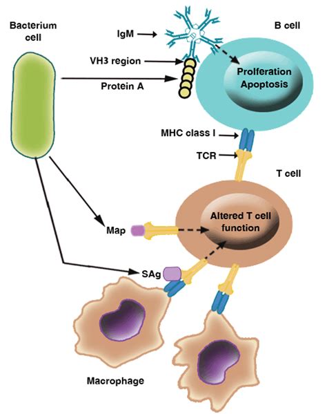 Immune System Evasion Mechanisms In Staphylococcus Aureus Current