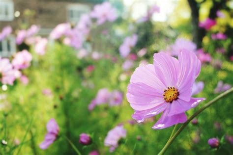 Hd to 4k quality, all ready for download! 12 Best Annual Flowers for Full Sun