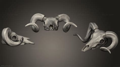 Anatomy Of Skeletons And Skulls Bighorn Ram Skull Antm1174 3d Stl