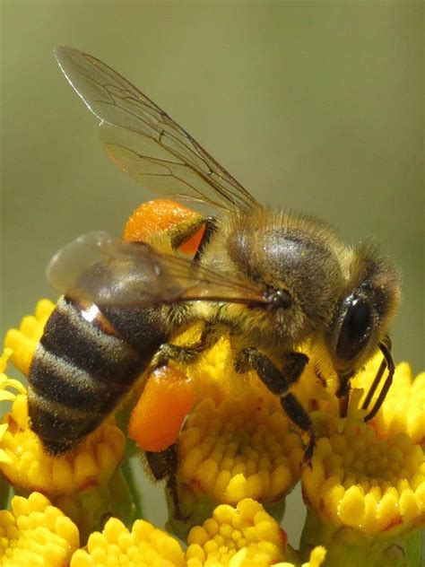 Cape Honeybee Is A Survivor Marvel Netwerk24