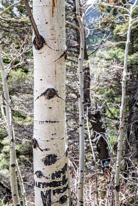 Aspen Tree Trunks White Bark Forest Stock Image Image Of Nature