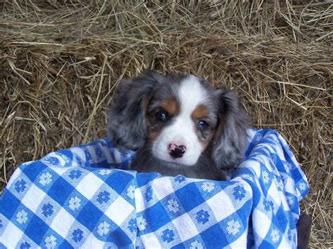 Concho A 8 12 Week Old Blue Merle Female Aussalier Aussie