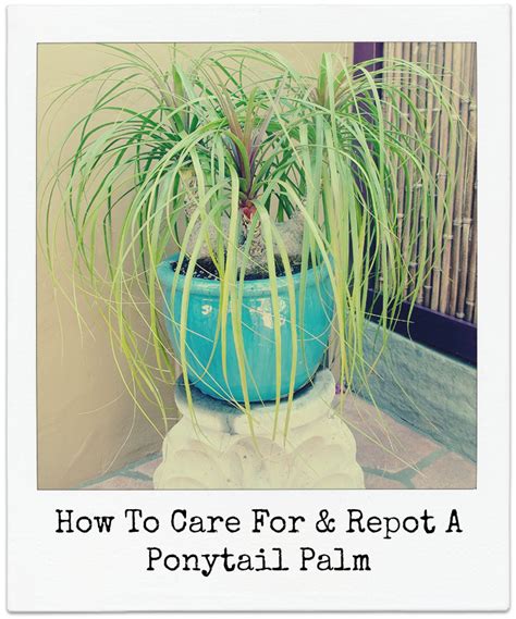 How To Care For And Repot A Ponytail Palm House Plant Care Lawn And