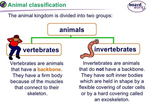 ️ Main Characteristics Of Invertebrates Invertebrate Facts Worksheets