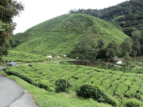 There are 2 separate boh tea plantations in cameron highlands. Ladang Teh Boh Sg.Palas | Destinasi Percutian Cameron ...