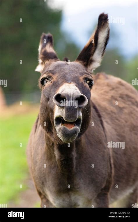 Donkey Calling Equus Asinus Germany Stock Photo Alamy