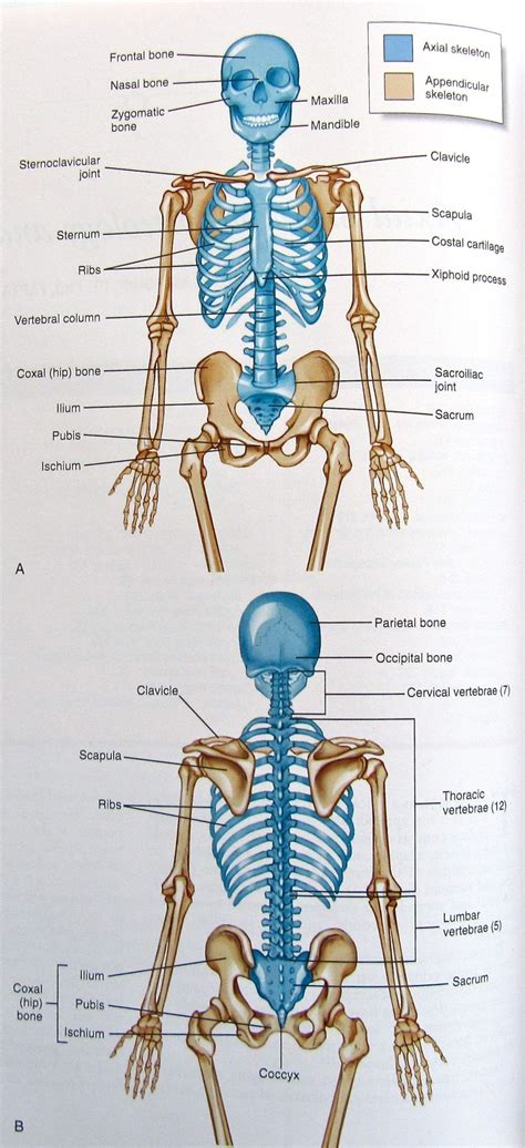 Appendicular Skeleton Worksheet