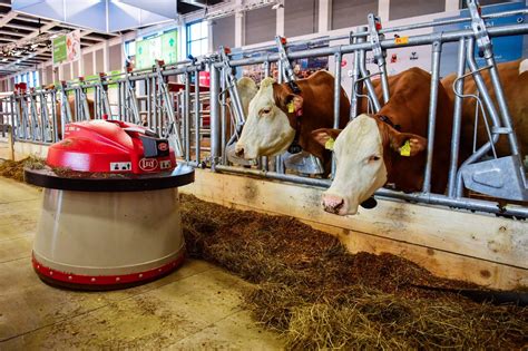 How Midwest Dairy Farmers Are Using Robots To Feed And Milk Cows Here
