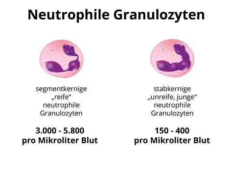 Neutrophile Granulozyten Was Sagt Der Blutwert Aus