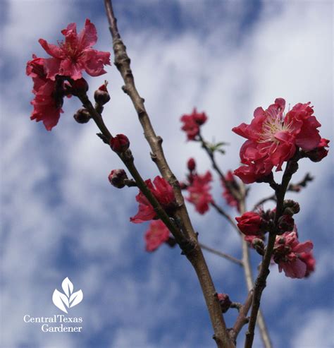 Some fruits will do well when it freezes, but some fruits can be wiped out completely. Fruit Trees - Home Gardening Apple, Cherry, Pear, Plum ...