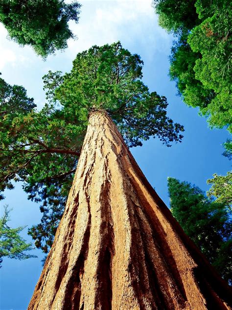 Pin By Bill L On Bomen Sequoia Tree Giant Sequoia Trees Sequoia