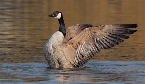 Maybe you would like to learn more about one of these? Kanadagans Foto & Bild | landschaft, lebensräume, lippe ...