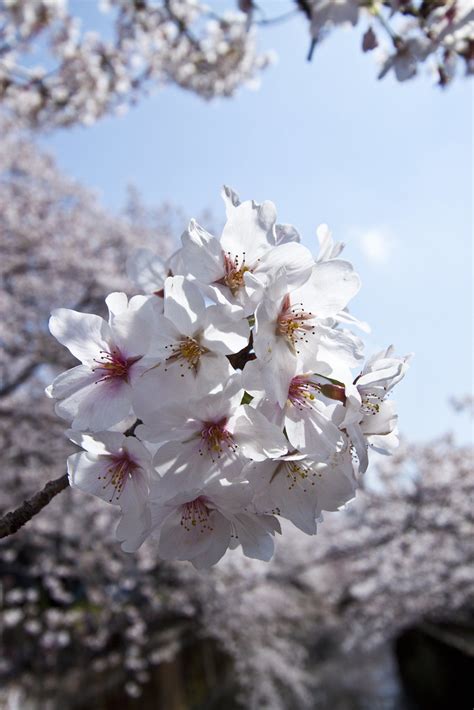 Sakura Yumi Flickr