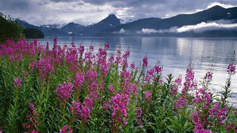 🥇 Mountains Flowers Alaska Lakes National Park Wallpaper 116579