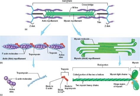 94 Structure Of Actin And Myosin Anatomy And Physiology Physiology Molecules
