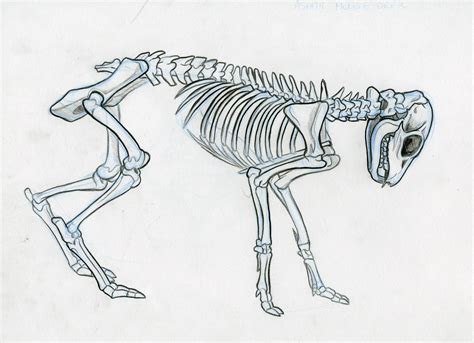 Animal Skeleton Drawing At Explore Collection Of