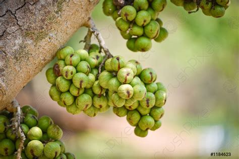 Small Green Wild Fig Fruit On Tree Ficus Carica Stock Photo Crushpixel