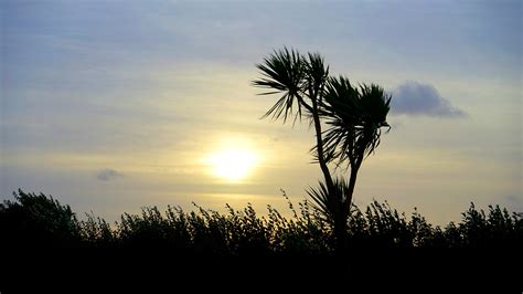 Gambar Pohon Alam Rumput Horison Cabang Awan Menanam Langit