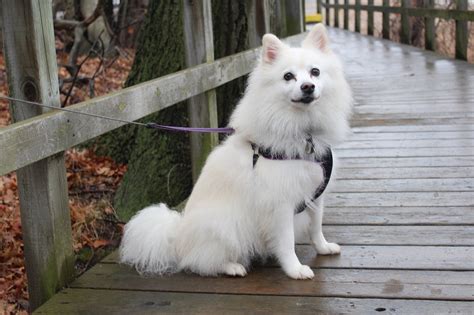 American Eskimo Dog Breed Info Pictures Traits And Care Dogster
